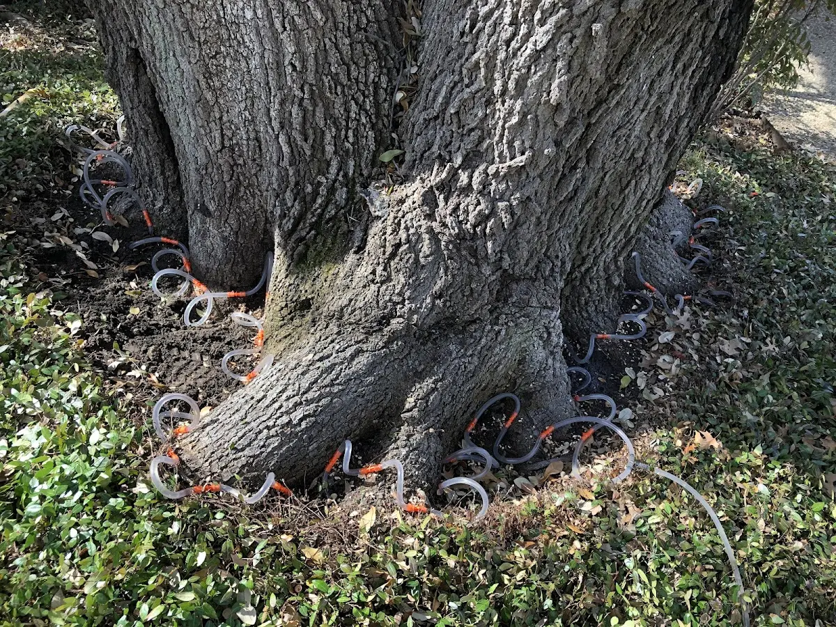 Detailed Tree Cabling and Bracing job site in Mountain City