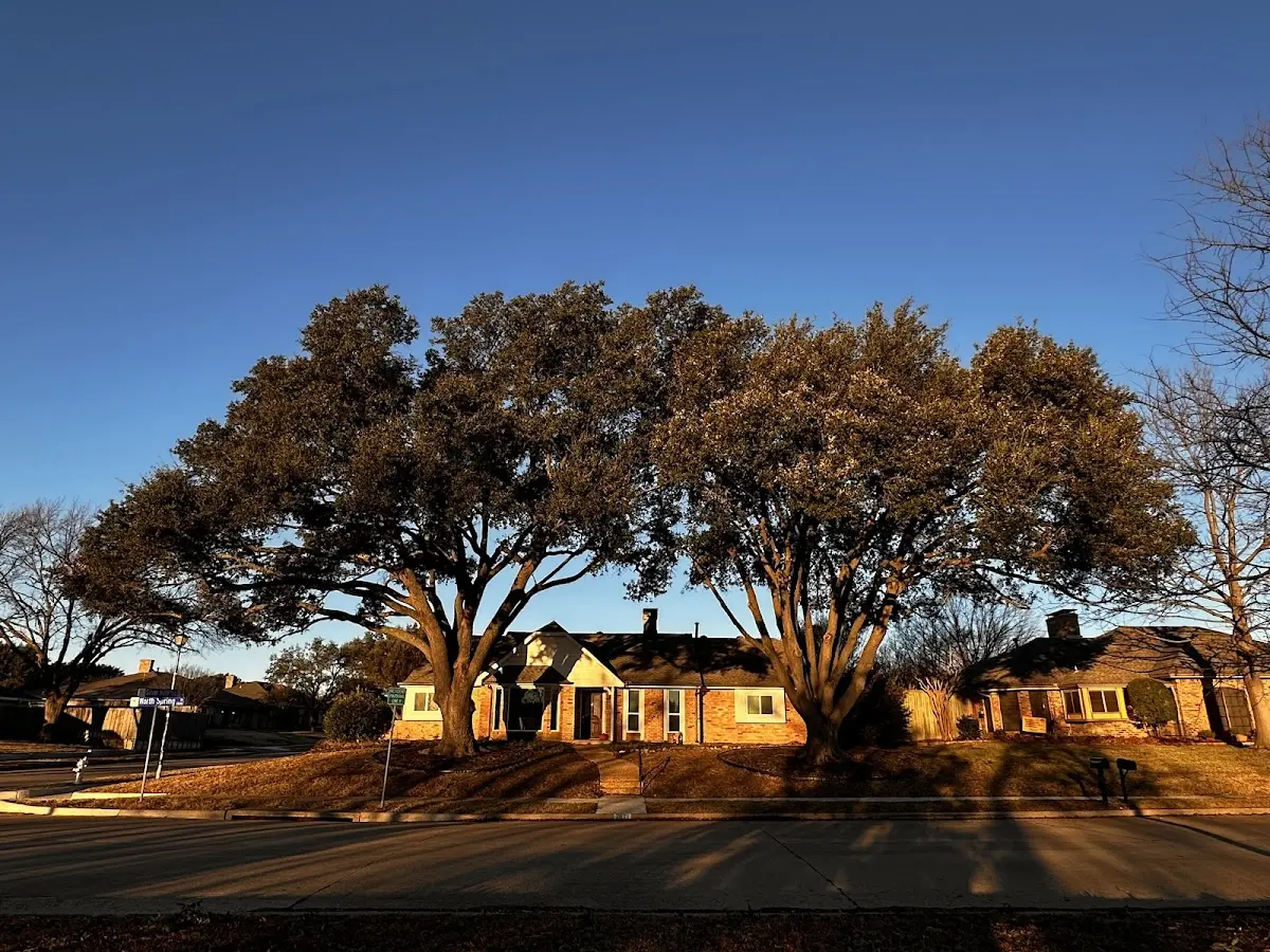 Established residential canopy tree shading a home in Mountain City